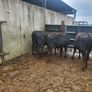 6 Aberdeen Angus heifers Image 6