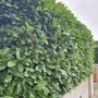 Laurel Hedging ONE EURO
