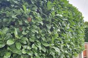 Laurel Hedging ONE EURO