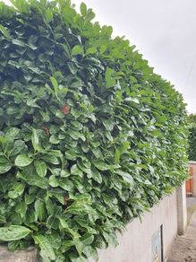 Laurel Hedging ONE EURO
