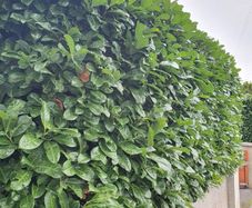 Laurel Hedging ONE EURO