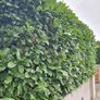 Laurel Hedging One Euro Image 2