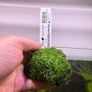 Aquarium Moss' on Lava Stone Image 3