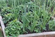 Walking Onion (Perennial)