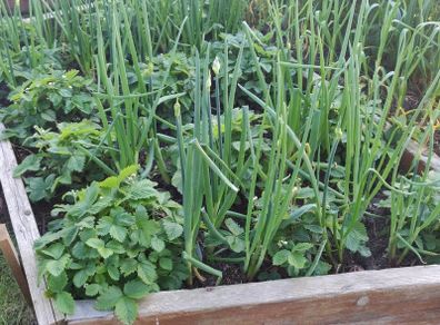 Walking Onion (Perennial)