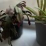plants Image 2