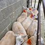 Texel x ewe lambs Image 2