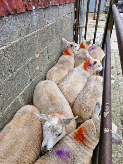 Texel x ewe lambs