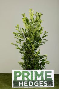 Cherry laurel 7-8ft PREMIUM