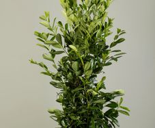 Cherry laurel 7-8ft PREMIUM