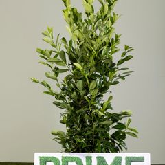 Cherry laurel 7-8ft PREMIUM