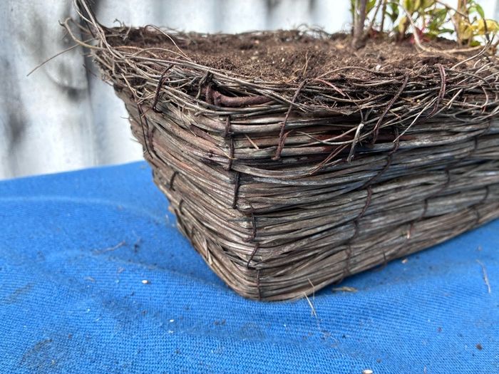 Wicker window box with ivy shrub