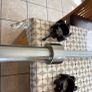Blk Box Branded Olympic Barbell And Bumper Weights Set!! Image 6