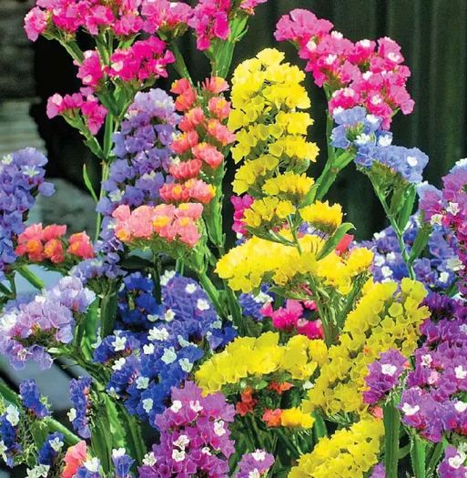 (S) Statice Mixed Limonium seeds 0.3g (414369)