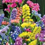 (S) Statice Mixed Limonium seeds 0.3g (414369) Image 2