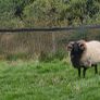Blackface rams Image 4