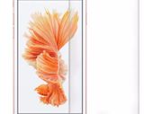 Apple Iphone 8 Tempered Glass and Screen Protector