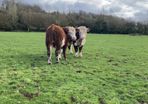 Hereford Pedigree Bulls