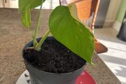 Albo monstera