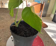 Albo monstera