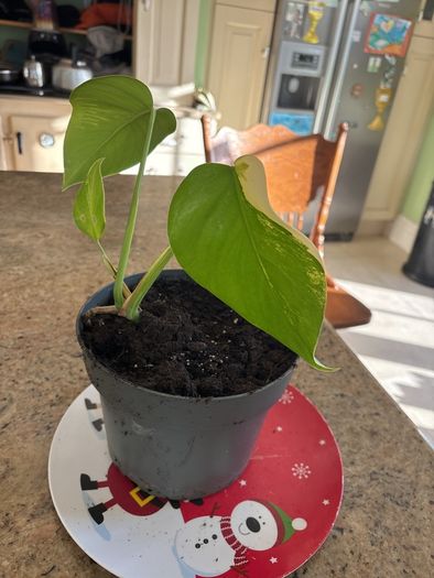 Albo monstera