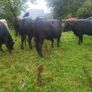 Organic  Aa. X  Heifers Drumboshambo Mart Sat.24 Image 3