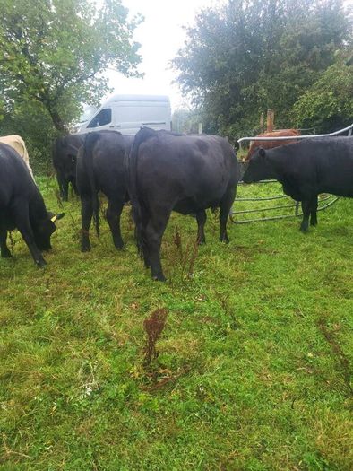 Organic  Cattle  Heifers