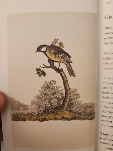 Graves Garden Birds. Selected British Garden  Birds. Beautiful Illustrated  Hardback In  Very Good Condition.