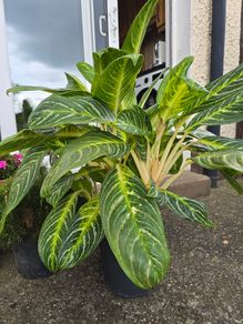 Aglaonema plant