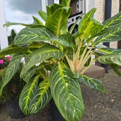 Aglaonema plant