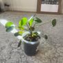 Chinese Money Plant Image 2
