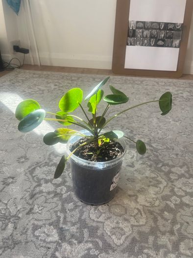 Chinese Money Plant