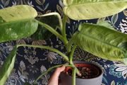 Philodendron Jose Buono mature