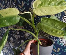 Philodendron Jose Buono mature