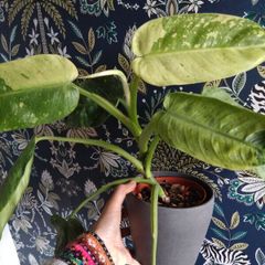 Philodendron Jose Buono mature