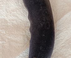 Vintage 90s RAZO "Banana" Shift Knob - Nissan / JDM Retro
