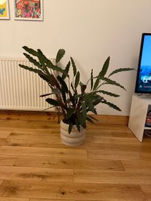 Large plant and pot