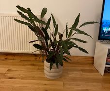 Large plant and pot