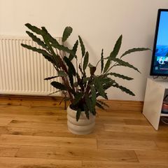 Large plant and pot