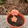 plant Image 3