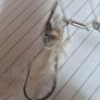 Fish Hook Image 3