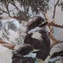 Royal Doulton Young Kookaburra's Collectors Plate Image 3