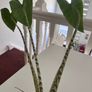 Alocasia Zebrina + Decorative Pot Image 3