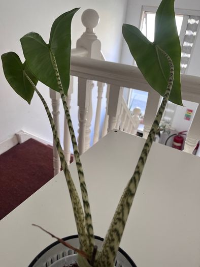 Alocasia Zebrina + Decorative Pot