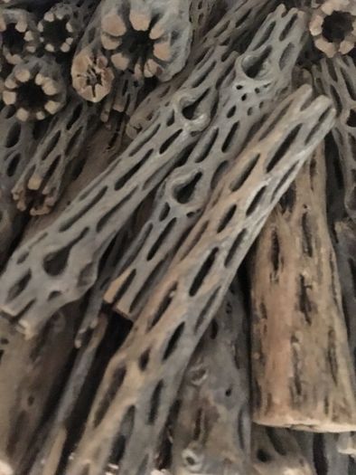 Pieces Cholla Cactus Wood 6"/Chinchilla Chews, shrimps, fishtank