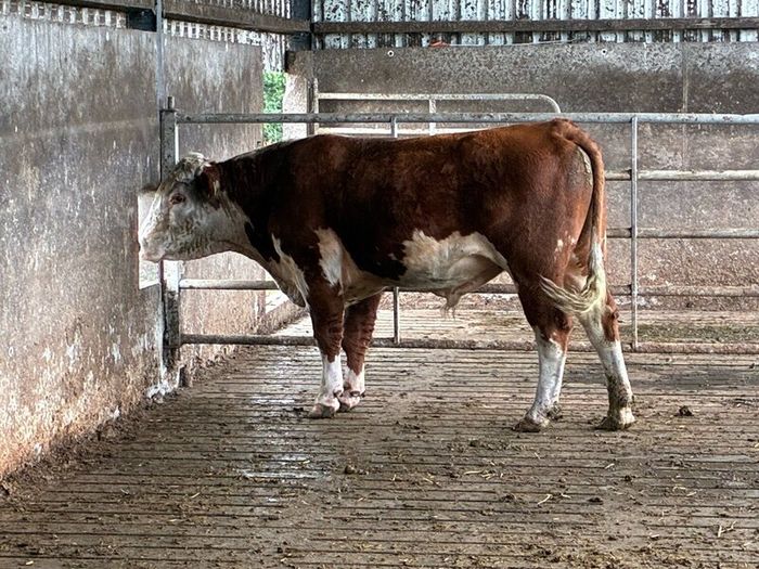 Hereford bull organic