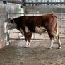 Hereford bull organic Image 5