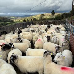Hoggets - organic