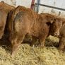 Top End Limousin Calves Image 4