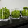Glass vases x 3 with artificial moss Image 7